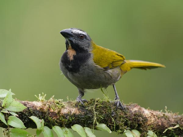 <h3><a href="/trips/costa-rica/biota/animalia/chordata/aves/040 passeriformes/129 cardinalidae/saltator maximus/saltator maximus-nl.html">Saltator&nbsp;maximus</a> / Buff‑throated&nbsp;saltator / Bontkeelsaltator</h3>OM-1 Mark II met OLYMPUS M.150-400mm F4.5 TC, 1/640 sec  bij F5.6, ISO 1250, afstand 8.40&nbsp;m